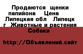  Продаются  щенки папийона  › Цена ­ 1 - Липецкая обл., Липецк г. Животные и растения » Собаки   